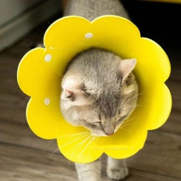 Evcil Hayvan Keçe Elizabeth Yakalığı