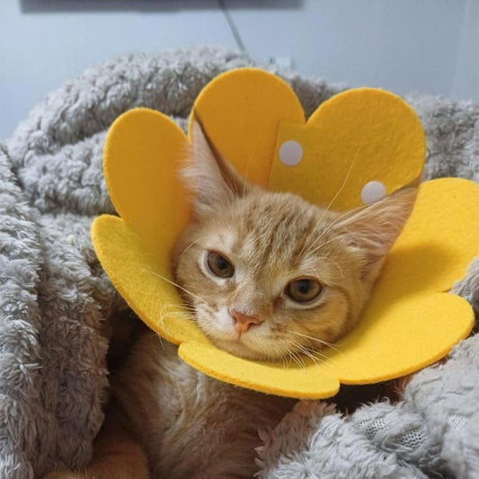 Evcil Hayvan Keçe Elizabeth Yakalığı